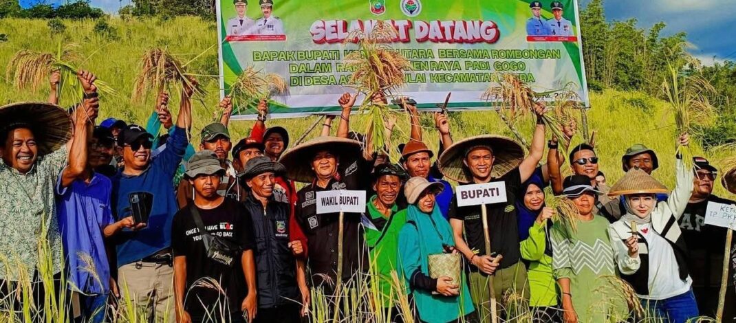 DUKUNG KETAHANAN PANGAN, BUPATI IKBAR DAN WABUP ABUHAERA PANEN PERDANA PADI GOGO DI DESA ASEMINUNULAI