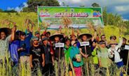 DUKUNG KETAHANAN PANGAN, BUPATI IKBAR DAN WABUP ABUHAERA PANEN PERDANA PADI GOGO DI DESA ASEMINUNULAI
